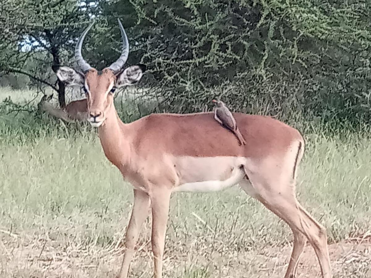 Mabula Game Reserve 636 Itaga Safari Lodge, Mabalingwe Nature Reserve מראה חיצוני תמונה